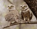 252 - spotted owls - DEVINE BOB - great britain